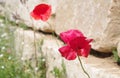 Red poppies in front of yellow natural stone wall Royalty Free Stock Photo