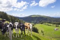 Jura mountains, swiss landscape, green land with cows on the pasture. Summer day.