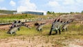 JuraPark dinosaur park, figures of a herd of grazing stegosaurs