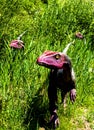 JuraPark dinosaur park, figures of a herd of hunting dinosaurs Royalty Free Stock Photo