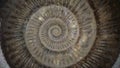 Jurassic ammonite view of the central whorls