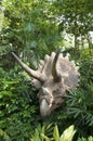 Jurassic dinosaur Triceratops in the forest Royalty Free Stock Photo