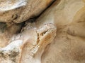 A Jurassic era fossil inprinted in a sandstone Royalty Free Stock Photo