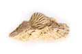 Jurassic shell cluster Royalty Free Stock Photo