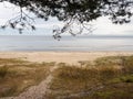 Jurmala coast, Sandy beach and calm water of Riga gulf, Nobody, Pine tree branches framing on top. Royalty Free Stock Photo
