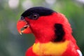 Yellow-bibbed Lory