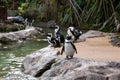 Jurong Bird Park Singapore Penguin Attraction