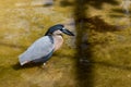 Jurong Bird Park Singapore Boat-billed heron