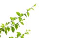 Jusmin leaves and branches on white background Royalty Free Stock Photo