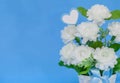 Jusmine blooming in flower vase on blue background. Royalty Free Stock Photo