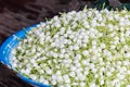 jusmine flower Royalty Free Stock Photo