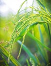 Jusmine rice farm Royalty Free Stock Photo
