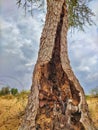 Just as termites are hollowing out trees, similarly humans are cutting trees and hollowing out the earth. Royalty Free Stock Photo