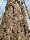 Just bark on a tree. Beautiful structural surface of the bark on different trees. Royalty Free Stock Photo