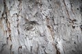 Just bark on a tree. Beautiful structural surface of the bark on
