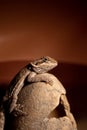 Bearded Dragon sitting on an egg Royalty Free Stock Photo