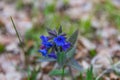 Just blooming blue wildflowers with green leaves in Altai, Russia