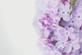 Just blooming lilac flowers. Abstract background. Macro photo Royalty Free Stock Photo