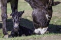 Just born baby of a donkey