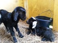 Just born baby goats