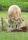 Just Born Cow Royalty Free Stock Photo