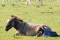 Just born little donkey Royalty Free Stock Photo