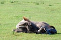 Just born little donkey lying Royalty Free Stock Photo