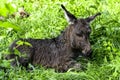 Just born little donkey. just born little donkey lying in a pasture Royalty Free Stock Photo