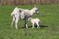 Just born little goat Royalty Free Stock Photo