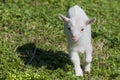 Just born white goatling nannie Royalty Free Stock Photo