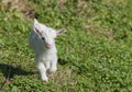 Just born white goatling nannie