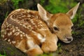 Just born young fallow deer