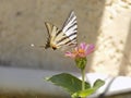Just butterfly greece Rhodos Royalty Free Stock Photo
