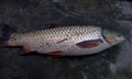 A just caught grass carp fish lying on a polished concrete surface. Royalty Free Stock Photo