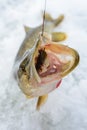 Just caught Pike with small bait fish in its mouth, ice winter fishing Royalty Free Stock Photo