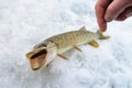 Just caught Pike with small bait fish in its mouth, ice winter fishing Royalty Free Stock Photo