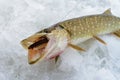 Just caught Pike with small bait fish in its mouth, ice winter fishing Royalty Free Stock Photo