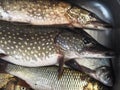 Just caught river fish in a metal container.Pike,Chub, and bream Royalty Free Stock Photo