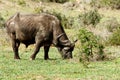 Just Chilling - African Buffalo Syncerus caffer Royalty Free Stock Photo