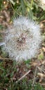 Just a city dandelion. Autumn. Royalty Free Stock Photo