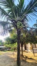 just a coconut tree on a beautiful island in the middle of nowhere Royalty Free Stock Photo