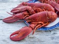 Just cooked Maine Lobster Royalty Free Stock Photo