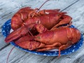 Just cooked Maine Lobster Royalty Free Stock Photo