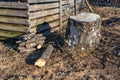 Just cutted firewood lay close to large old birch stub, countryside. Faded grass, sunny spring day. Royalty Free Stock Photo