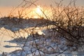 Dead Sea - Withered Bush at Dawn Royalty Free Stock Photo