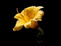 Glorious Yellow Day Lily Royalty Free Stock Photo