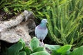 Just a dove between bushes and leafs on a rock Royalty Free Stock Photo