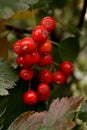 WOW! So nice red berries