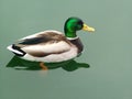 Just Ducky Royalty Free Stock Photo