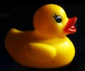 Just Ducky Royalty Free Stock Photo
